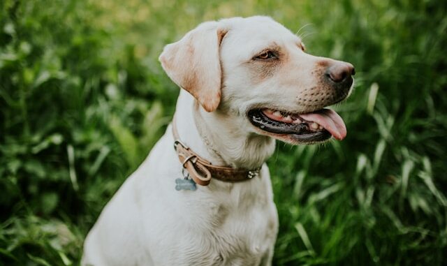 了解安大略省的危险犬只指定和带口套命令