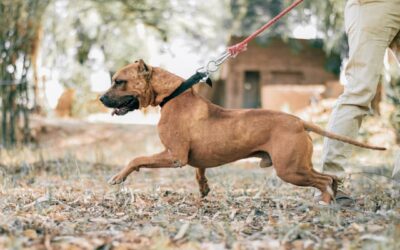 解读安大略省针对特定犬种的立法：根据狗咬伤和袭击事件进行严格审查