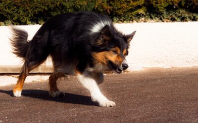 Dog attack leaves jogger seriously injured in West Grey