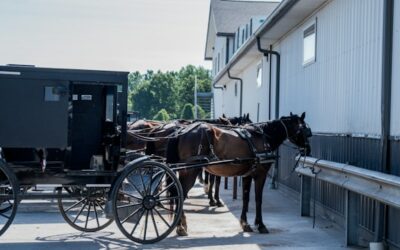 Collision between horse-drawn buggy and vehicle closes Highway 6 south of Mount Forest