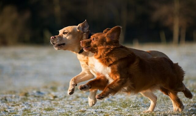 犬类伙伴及其承保后果：了解安大略省的犬类咬伤保险