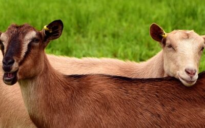 All occupants, including little goats safe after two-vehicle crash near Ingersoll