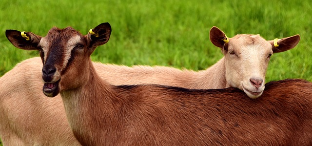 All occupants, including little goats safe after two-vehicle crash near Ingersoll